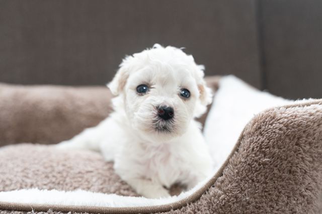 ����å��ǲ�����ɽ��