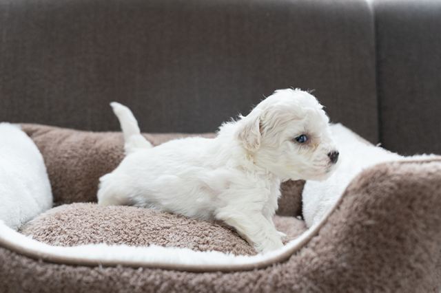 ����å��ǲ�����ɽ��