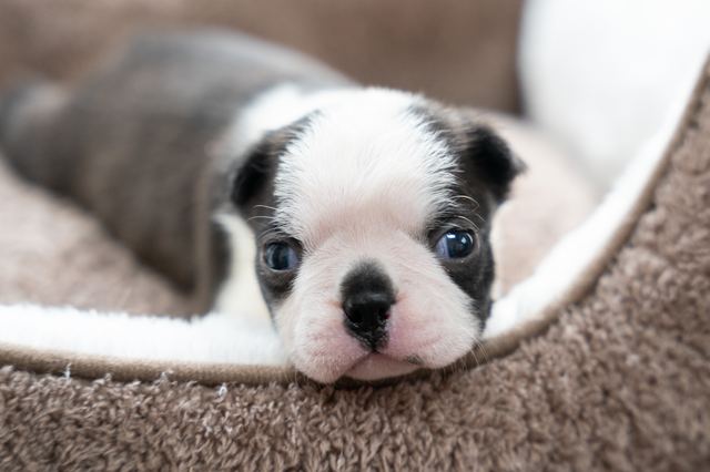 ����å��ǲ�����ɽ��