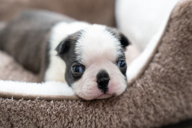 ����å��ǲ�����ɽ��