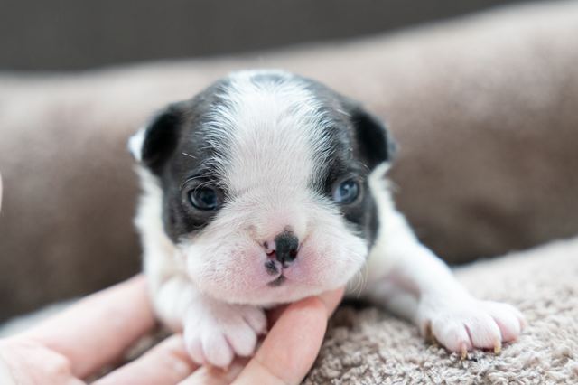 ����å��ǲ�����ɽ��