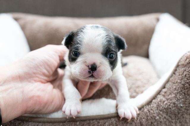 ����å��ǲ�����ɽ��