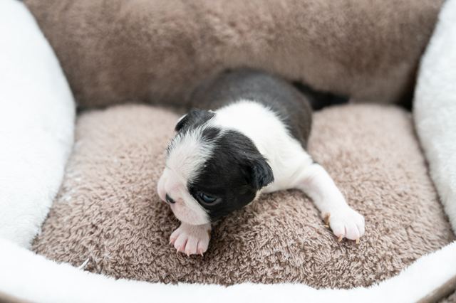 ����å��ǲ�����ɽ��